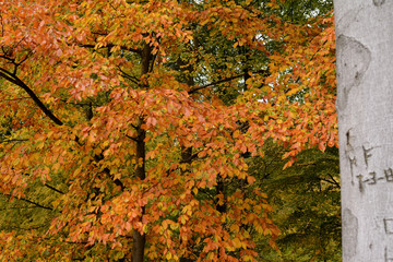 Tree with red, yellow, orange, brown and green colored foliage. In the foreground, on the right, a grey tree trunk with its sculpted initials and date.