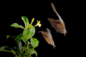 Orange nectar bat, Lonchophylla robusta, flying bat in dark night. Nocturnal animal in flight with...