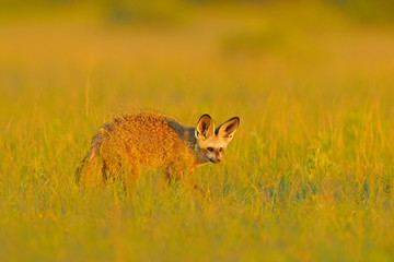 Bat-eared fox, Otocyon megalotis, wild dog from Africa. Rare wild animal, evening light in the grass. Wildlife scene, Okavango delta, Botswana. Fox with big long ears. Animal behaviour in Africa.