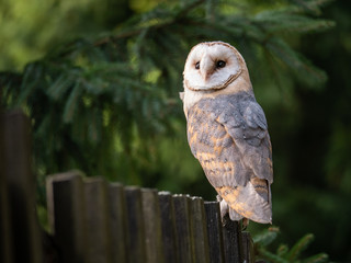 Barn owl (Tyto alba) sitting on a wooden fence. Forest in background. Barn owl portrait. Owl sitting on fence. Owl on fence.