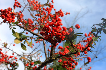 Wild hawthorn bush