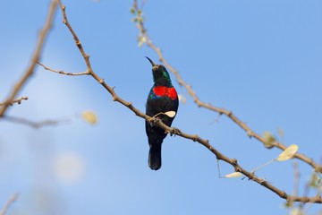 Scarlet-chested Sunbird (Chalcomitra senegalensis)