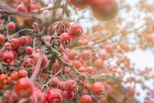 Rote Früchte des Zierapfelbaumes Malus hybriden