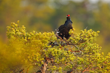 Black grouse on the bog meadow. Lekking nice bird Grouse, Tetrao tetrix, in marshland, Sweden. Spring mating season in the nature. Wildlife scene from north Europe. 