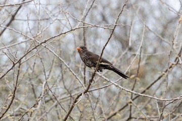  Red-billed buffalo weaver (Bubalornis niger)