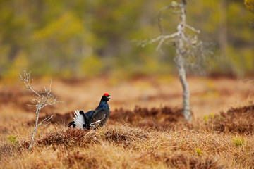 Black grouse on the bog meadow. Lekking nice bird Grouse, Tetrao tetrix, in marshland, Sweden. Spring mating season in the nature. Wildlife scene from north Europe.