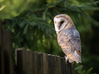 Barn owl (Tyto alba) sitting on a wooden fence. Forest in background. Barn owl portrait. Owl sitting on fence. Owl on fence.