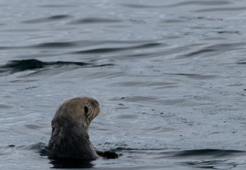Sea Otter looking to the distance