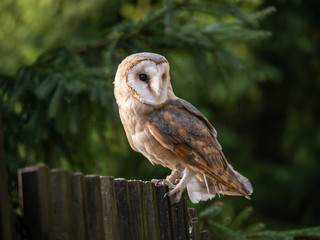 Barn owl (Tyto alba) sitting on a wooden fence. Forest in background. Barn owl portrait. Owl sitting on fence. Owl on fence.