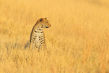 Leopard, Panthera pardus shortidgei, hidden portrait in the nice yellow grass. Big wild cat in the nature habitat, Hwange NP, Zimbabwe. Wildlife scene form Frica nature. Spotted cat on the madow.