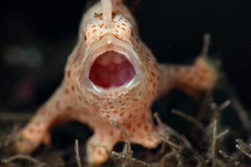 Painted frogfish(Antennarius pictus). Picture was taken in  Lembeh strait, Indonesia