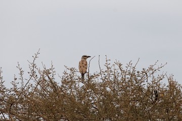 Lilac-breasted roller (Coracias caudatus)