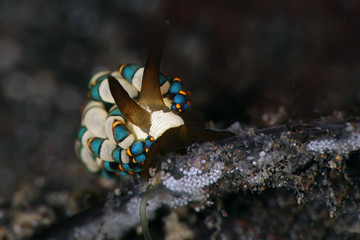 Nudibranch Trinchesia sp. putting eggs. Picture was taken in Lembeh strait, Indonesia