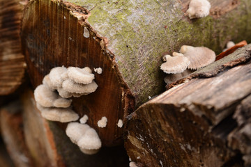 Mushrooms on a tree trunk. White, beige, contrasting on brown. Lichen, mosses, bark. Autumn in a forest.