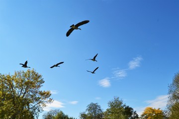 Flying