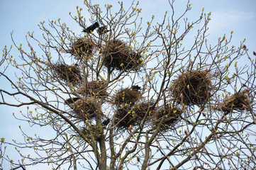 Raven nests on old trees