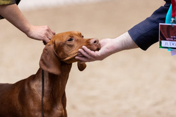 Hungarian vizsla being evaluated by the judge at the dog show. 