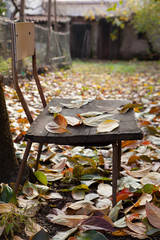 le foglie di una pianta di cachi sopra una vecchia sedia - 235523331