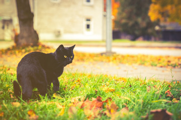 Black cat with yellow eyes is walking on grass, yellow autumn leaves on background, toned picture