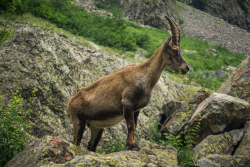 Steinbock posing near Lake Rovina (Entracque, Valle Gesso, Cuneo, Piedmont, Italy)