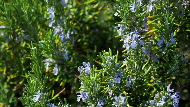Blooming Rosmar nus officin lis or rosemary. Natural background with blossoming perennial herb.