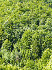 Forest in Lika region, Croatia