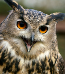 Eurasian Eagle Owl portrait