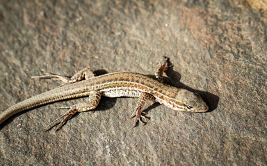 Gran-Canaria-Rieseneidechse, Kanareneidechse, Gekko 