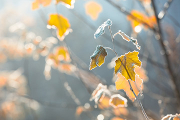 Last late autumn leaves covered with morning frost, outdoor background