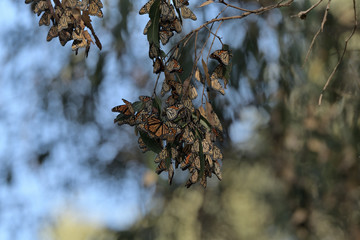 Monarch Butterfly Cluster at Natural Bridge State Park, California