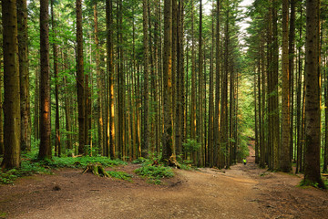 Road through the fir forest, natural outdoor background