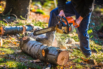 bûcheron entrain de couper un arbre avec une tronçonneuse