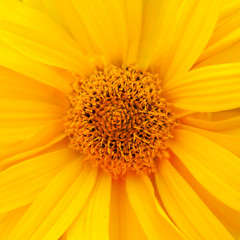Close up view on a center of yellow daisy flower as background (square aspect ratio)