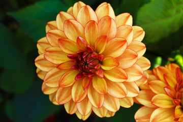 An isolated dahlia in a garden. Yellow dahlia.