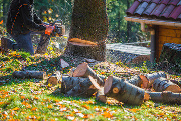 bûcheron entrain de couper un arbre avec une tronçonneuse