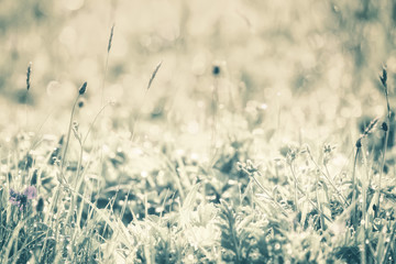 Dew in green grass in the early morning sun, natural outdoor background