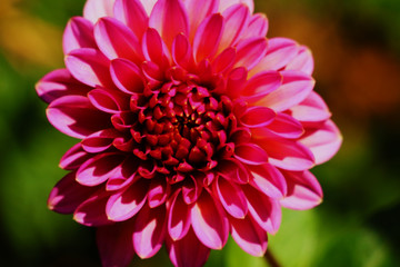 Pink dahlia flower in real garden Shallow depth of field.