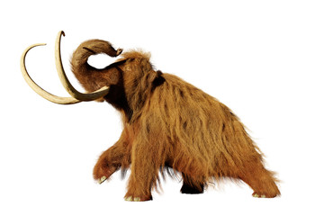 Obraz premium woolly mammoth, walking prehistoric mammal isolated on white background