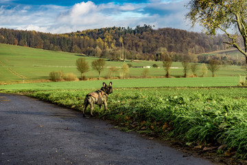 Landschaft Französische Bulldogge