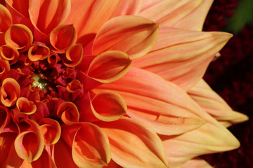 Dahlia colorful flower macro shot. Dahlia, flowers