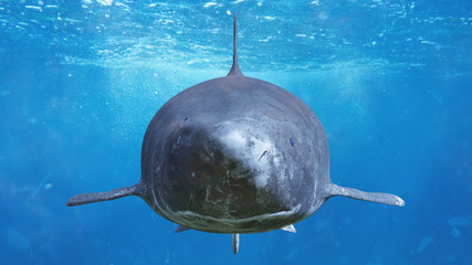 Fototapeta premium Spotkanie z rekinem grenlandzkim, Somniosus microcephalus, gatunek rekina głębinowego