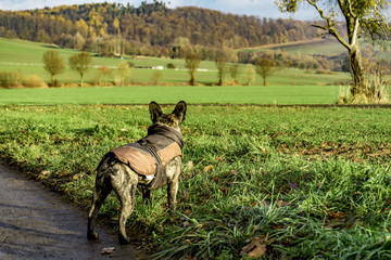 Landschaft Französische Bulldogge