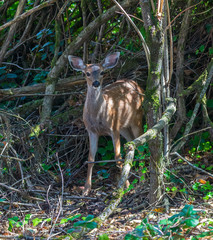 Fawn in the forest thicket