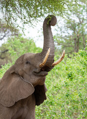 African Elephant Foraging