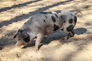 Geflecktes Schwein 
