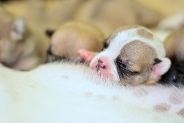 French Bulldog 10 days old
