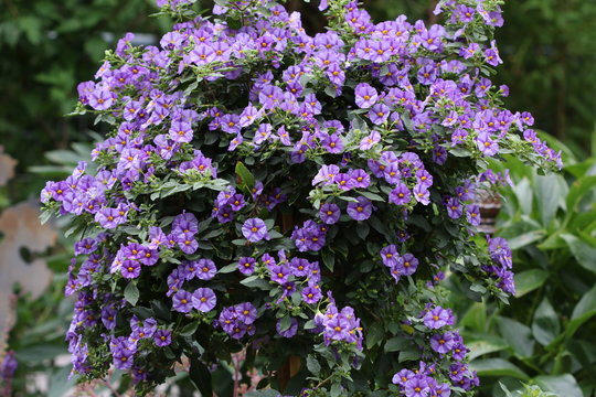 purple solanum shrub Lycianthes rantonnetii