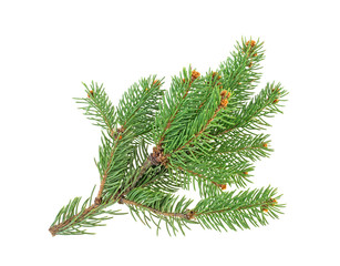 Fir tree branch isolated on white background