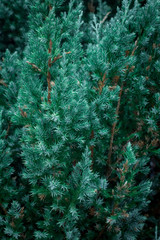 Nadelhölzer, kurze Nadeln