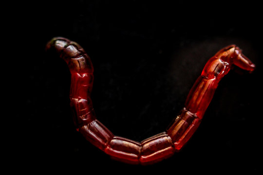 Rote Jumbo M&uuml;ckenlarven, Fischfutter 